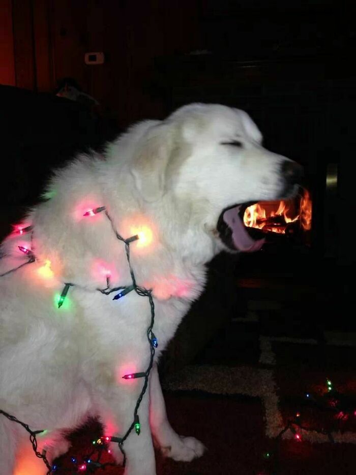 Галерея дурацких рождественских фотографий, которые испортили собаки | Канобу - Изображение 7312