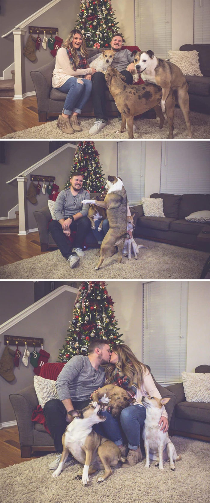 Галерея дурацких рождественских фотографий, которые испортили собаки | Канобу - Изображение 7307